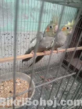 2 pis Cockatiel